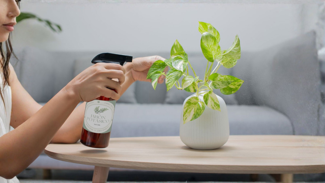 Jabón Potásico para Plantas: Qué Es, Cómo Usarlo y en Qué se Diferencia del Jabón Zote