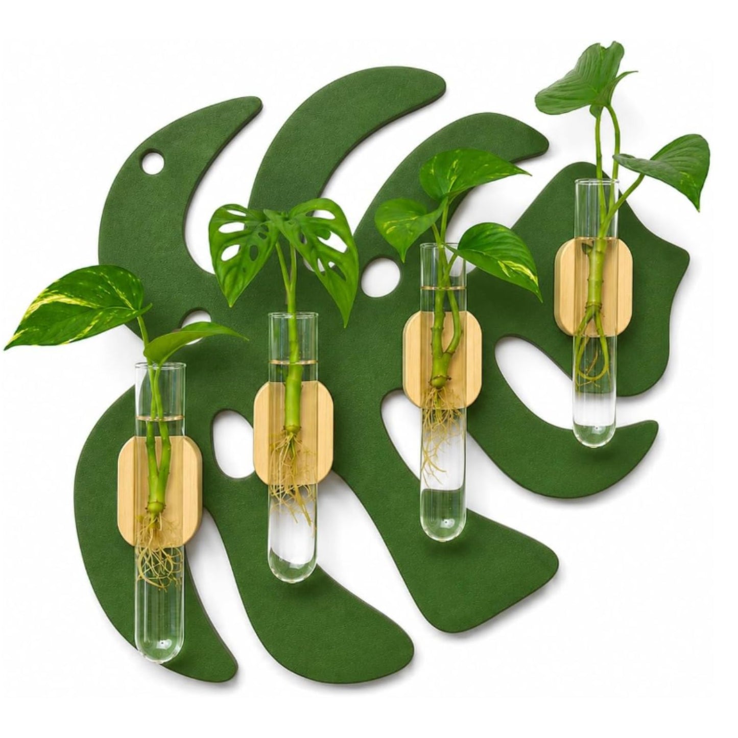 Estación de Propagación Monstera con 4 Tubos de Vidrio