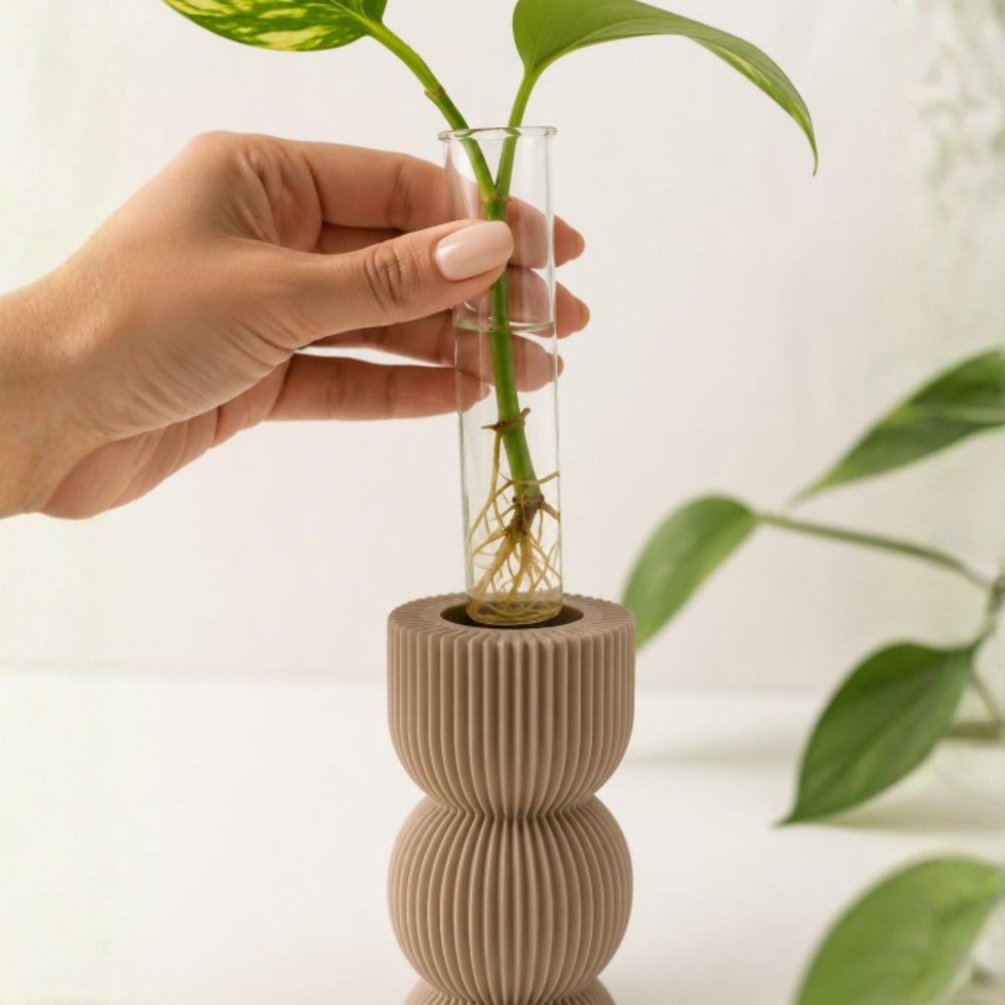 Macetas para Esquejes con Tubo de Vidrio Clásico – Set de 3